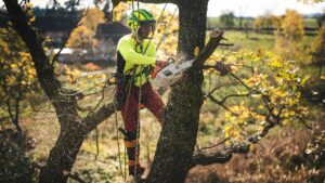 Carolina Tree Removal Pros of Morrisville