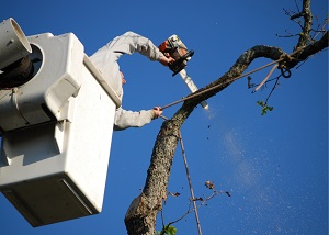 Erie Tree Service