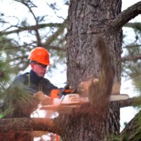 Tree Lopping Ipswich