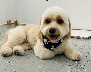 We are your friendly neighborhood groomers! Stop by our location today or give us a call for a grooming for your furry friends. We are a family owned and operated Business.We offer many service, Dog Grooming, Cat Grooming, dog baths, dog boarding, dog take care, Sheddless Treatment service, hair coloring.