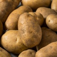 Wholesale Potato Suppliers in Netherland | Seed potato suppliers